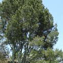 Pinus bungeana silhouette